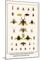 Beetles, Rove Beetles, Carabids, Cockchafers, Stag Beetles, Longhorn Beetles, Click Beetles, Weevel-Albertus Seba-Mounted Art Print