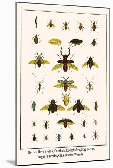 Beetles, Rove Beetles, Carabids, Cockchafers, Stag Beetles, Longhorn Beetles, Click Beetles, Weevel-Albertus Seba-Mounted Art Print
