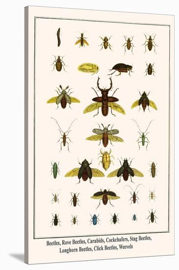 Beetles, Rove Beetles, Carabids, Cockchafers, Stag Beetles, Longhorn Beetles, Click Beetles, Weevel-Albertus Seba-Stretched Canvas