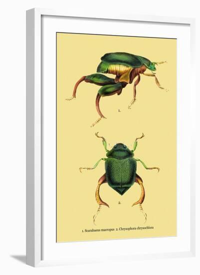 Beetles: Scarabaeus Macropus and Chrysophora Chrysochlora-Sir William Jardine-Framed Art Print