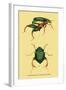 Beetles: Scarabaeus Macropus and Chrysophora Chrysochlora-Sir William Jardine-Framed Art Print