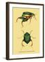 Beetles: Scarabaeus Macropus and Chrysophora Chrysochlora-Sir William Jardine-Framed Art Print