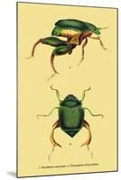 Beetles: Scarabaeus Macropus and Chrysophora Chrysochlora-Sir William Jardine-Mounted Art Print