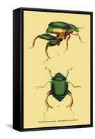 Beetles: Scarabaeus Macropus and Chrysophora Chrysochlora-Sir William Jardine-Framed Stretched Canvas