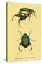 Beetles: Scarabaeus Macropus and Chrysophora Chrysochlora-Sir William Jardine-Stretched Canvas