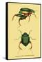 Beetles: Scarabaeus Macropus and Chrysophora Chrysochlora-Sir William Jardine-Framed Stretched Canvas