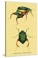 Beetles: Scarabaeus Macropus and Chrysophora Chrysochlora-Sir William Jardine-Stretched Canvas