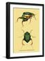 Beetles: Scarabaeus Macropus and Chrysophora Chrysochlora-Sir William Jardine-Framed Art Print