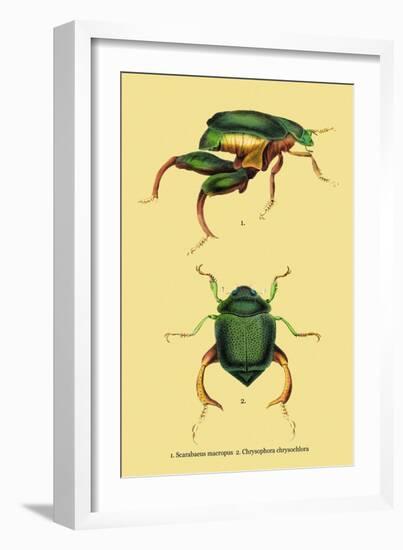 Beetles: Scarabaeus Macropus and Chrysophora Chrysochlora-Sir William Jardine-Framed Art Print