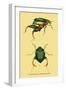 Beetles: Scarabaeus Macropus and Chrysophora Chrysochlora-Sir William Jardine-Framed Art Print