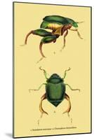 Beetles: Scarabaeus Macropus and Chrysophora Chrysochlora-Sir William Jardine-Mounted Art Print