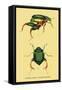 Beetles: Scarabaeus Macropus and Chrysophora Chrysochlora-Sir William Jardine-Framed Stretched Canvas