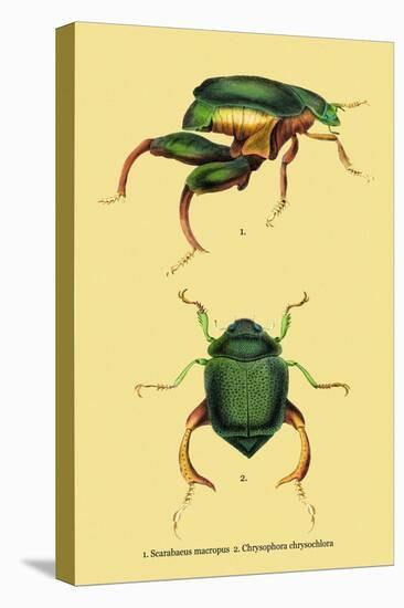 Beetles: Scarabaeus Macropus and Chrysophora Chrysochlora-Sir William Jardine-Stretched Canvas