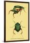 Beetles: Scarabaeus Macropus and Chrysophora Chrysochlora-Sir William Jardine-Framed Art Print