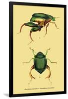 Beetles: Scarabaeus Macropus and Chrysophora Chrysochlora-Sir William Jardine-Framed Art Print