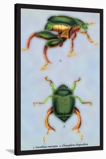 Beetles: Scarabaeus Macropus and Chrysophora Chrysochlora-Sir William Jardine-Stretched Canvas