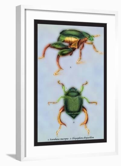 Beetles: Scarabaeus Macropus and Chrysophora Chrysochlora-Sir William Jardine-Framed Art Print