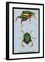 Beetles: Scarabaeus Macropus and Chrysophora Chrysochlora-Sir William Jardine-Framed Art Print