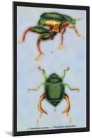 Beetles: Scarabaeus Macropus and Chrysophora Chrysochlora-Sir William Jardine-Mounted Art Print