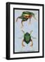 Beetles: Scarabaeus Macropus and Chrysophora Chrysochlora-Sir William Jardine-Framed Art Print