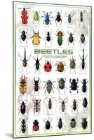 Beetles-null-Mounted Poster