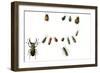 Beetles-English School-Framed Giclee Print