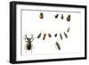 Beetles-English School-Framed Giclee Print