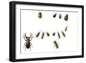 Beetles-English School-Framed Giclee Print