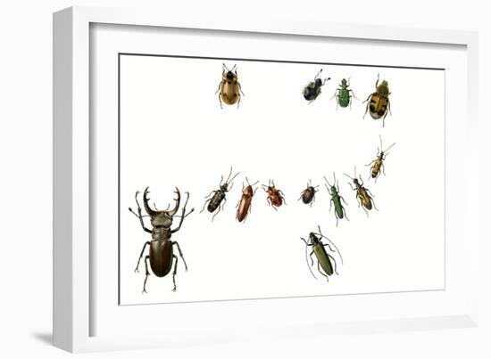 Beetles-English School-Framed Giclee Print