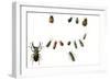 Beetles-English School-Framed Giclee Print