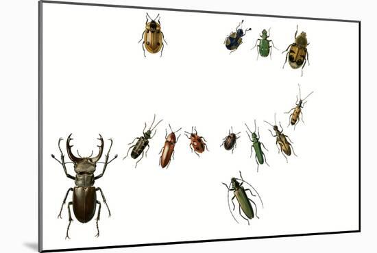 Beetles-English School-Mounted Giclee Print