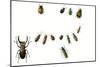 Beetles-English School-Mounted Giclee Print