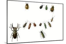 Beetles-English School-Mounted Giclee Print