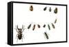 Beetles-English School-Framed Stretched Canvas