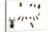 Beetles-English School-Stretched Canvas