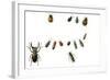 Beetles-English School-Framed Giclee Print