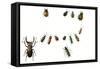 Beetles-English School-Framed Stretched Canvas
