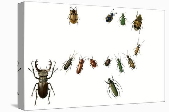 Beetles-English School-Stretched Canvas