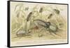 Beetles-null-Framed Stretched Canvas