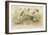 Beetles-null-Framed Giclee Print