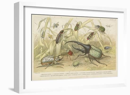 Beetles-null-Framed Giclee Print