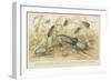 Beetles-null-Framed Giclee Print