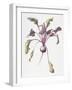 Beetroot, 1995-Margaret Ann Eden-Framed Giclee Print