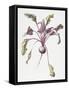 Beetroot, 1995-Margaret Ann Eden-Framed Stretched Canvas