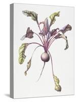 Beetroot, 1995-Margaret Ann Eden-Stretched Canvas