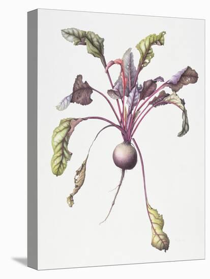 Beetroot, 1995-Margaret Ann Eden-Stretched Canvas