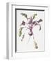 Beetroot, 1995-Margaret Ann Eden-Framed Giclee Print