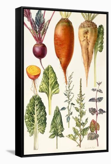 Beetroot and Other Vegetables-Elizabeth Rice-Framed Stretched Canvas