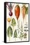 Beetroot and Other Vegetables-Elizabeth Rice-Framed Stretched Canvas