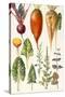 Beetroot and Other Vegetables-Elizabeth Rice-Stretched Canvas